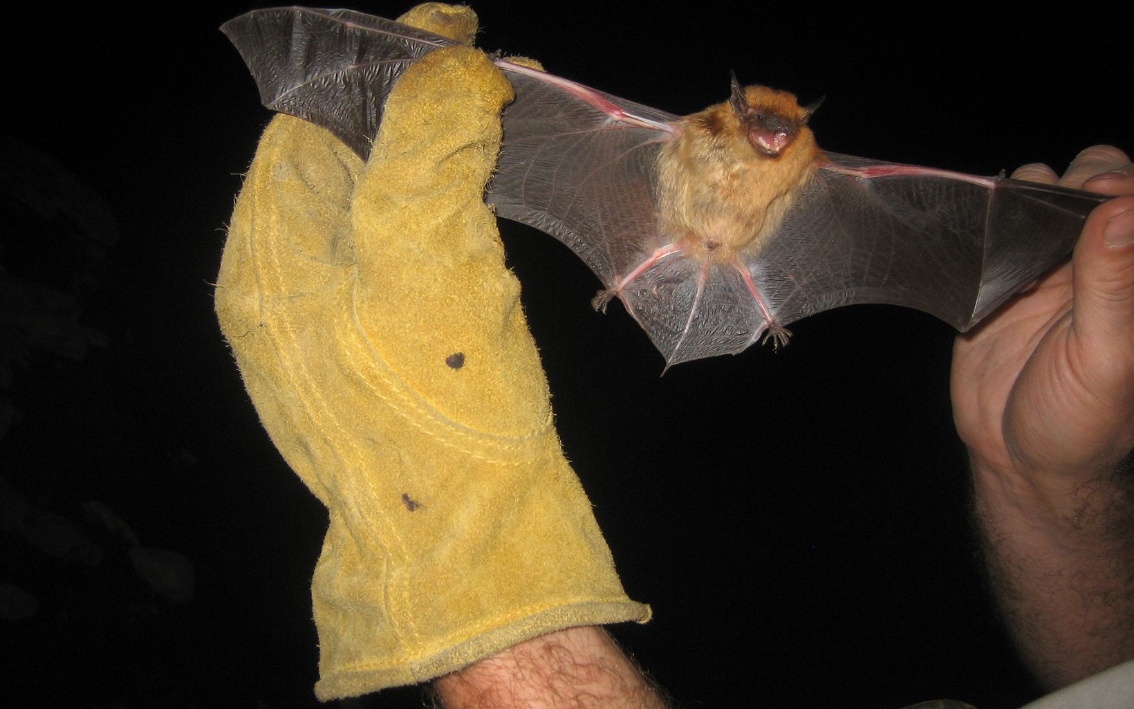Bat held by its wings by a yellow gloved hand.