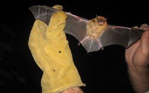 bat held in gloved hands during survey