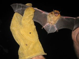 bat held in gloved hands during survey