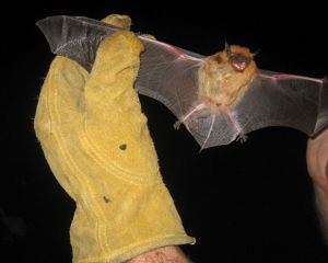 bat held in gloved hands during survey