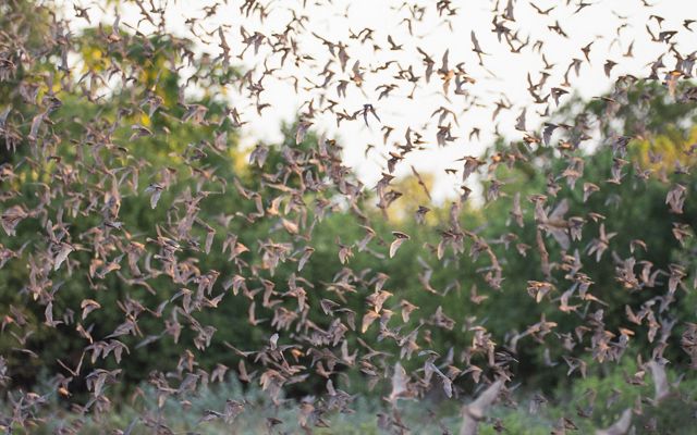 Thousands of bats fly around dense vegetation as the sun sets.