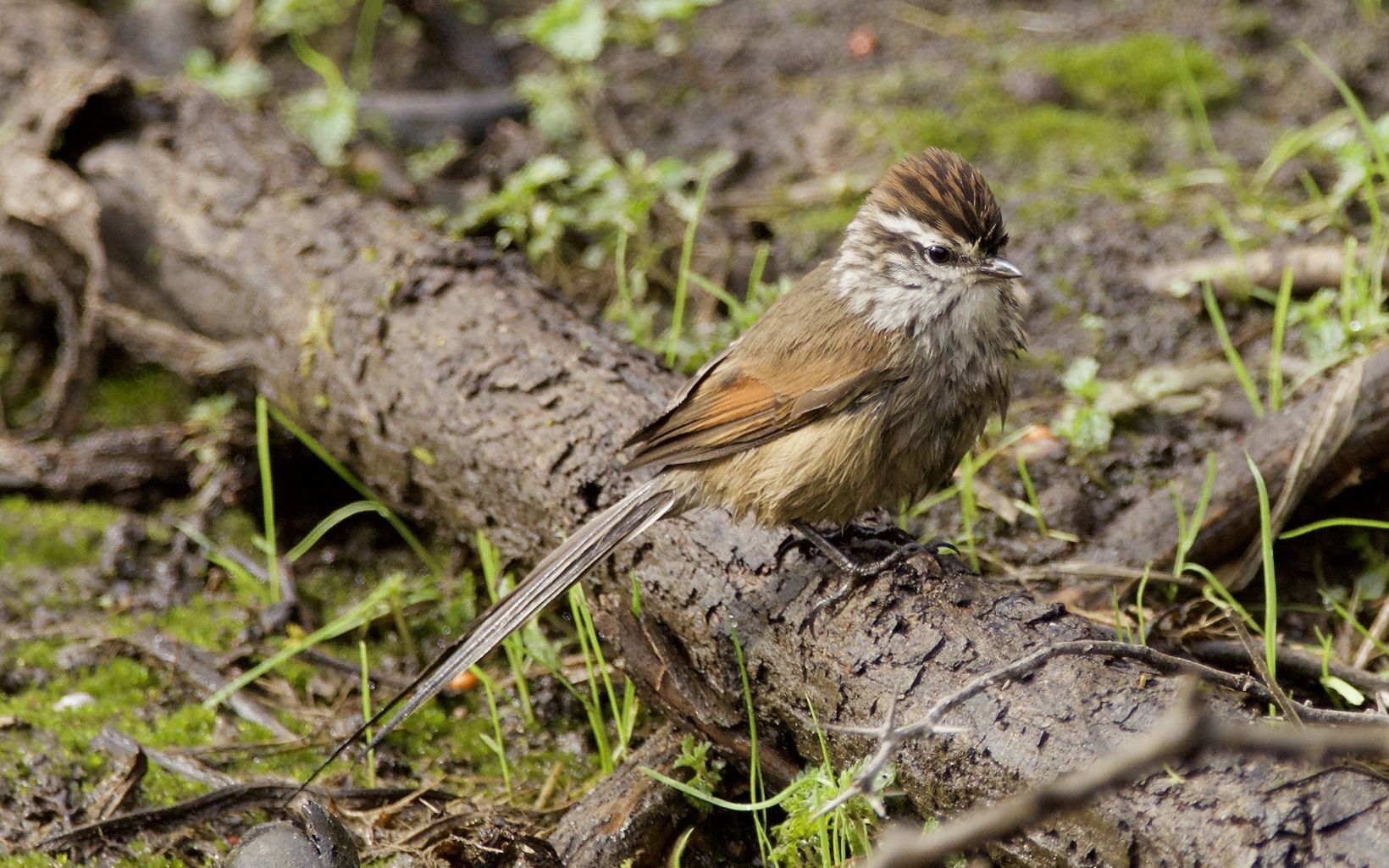Especies de aves como Leptasthenura aegithaloides son algunas de las imágenes llamativas de este ecosistema.