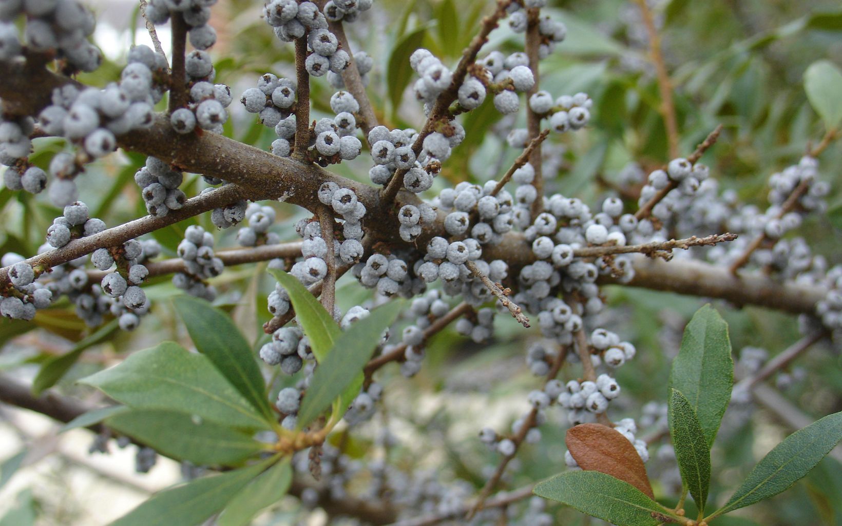 Northern Bayberry (Myrica pensylvanica) A deciduous shrub, this is a great winter food source for birds.  © Geneva Wirth/CC BY NC 2.0