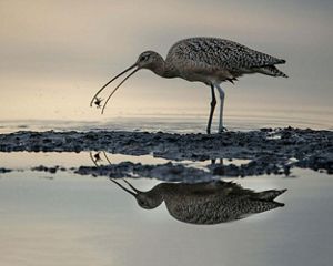 A Long-Billed Curlew flips and eats a clam it dug from tidal flats.
