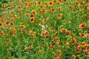 A field of red and yellow flowers.