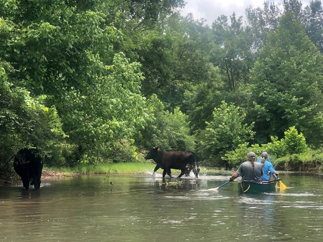 Cows in stream with canoe paddlers approaching.