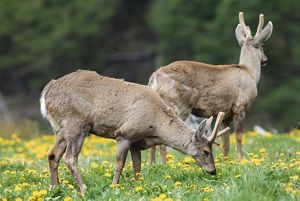 Dos huemules, ciervo endémico de la Patagonia, en peligro de extinción. 