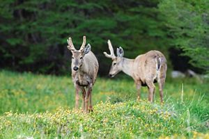 Dos ciervos en un prado verde.