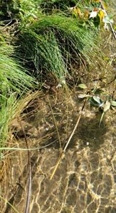 A grassy plant next to a creek.