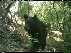 A black bear walks along a trail towards the camera.