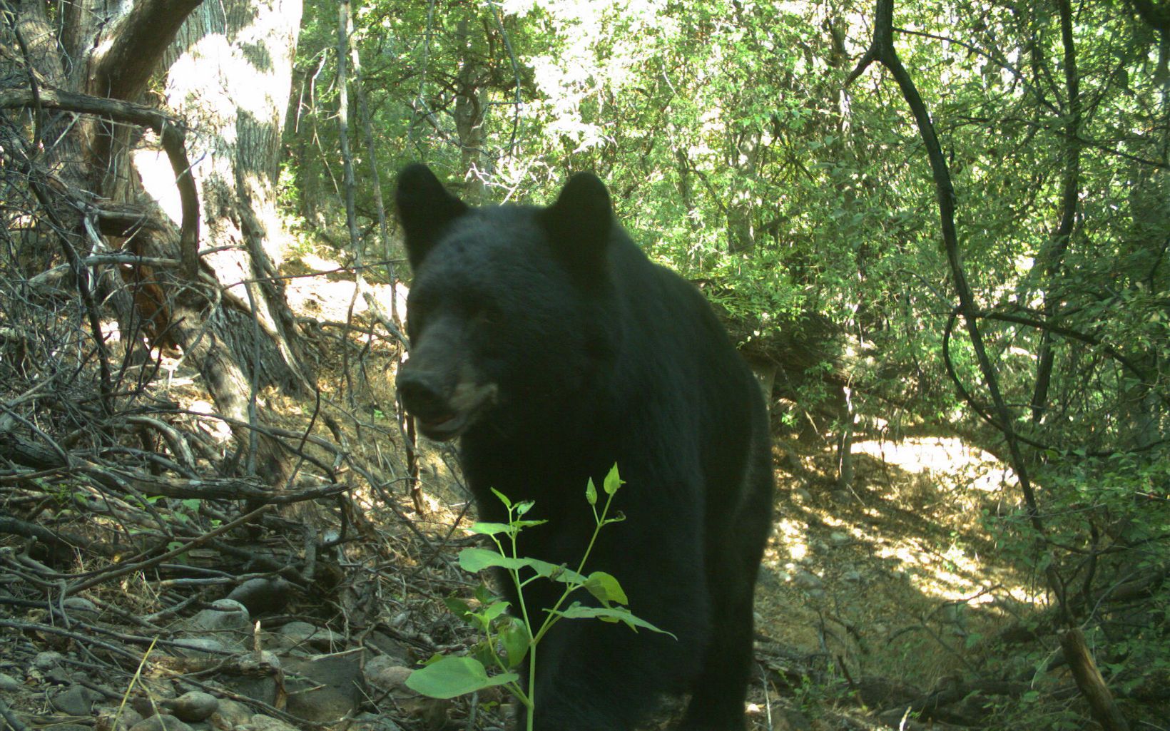 Animal Camera at Gila Preserve New Mexico’s state animal, American black bear, made an early appearance.  © Keith Geluso/The Nature Conservancy