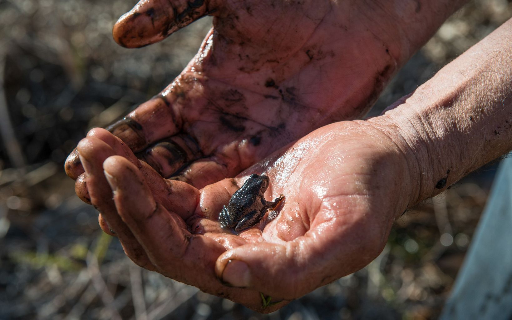 A person holding a small muddy toad in their hand.
