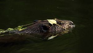 A beaver swimming with leaf on its head. 