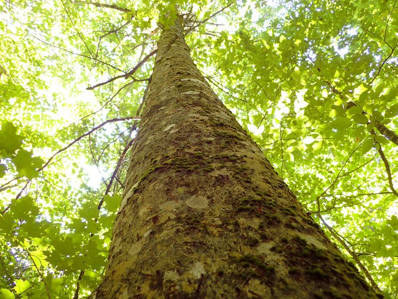 Looking up toward the top of a large beech tree.