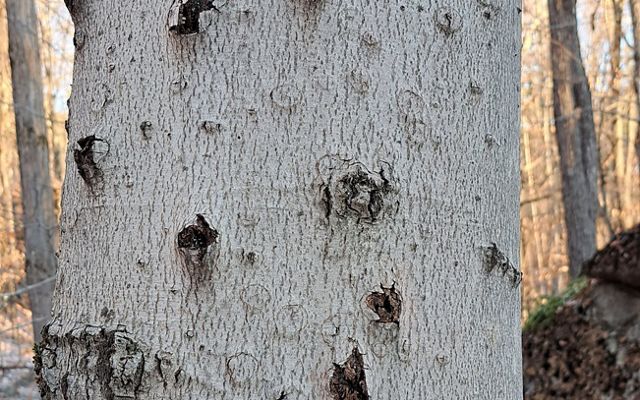 Beech bark disease, showing extensive lesions on the bark of a beech tree.