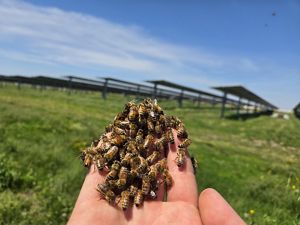 Honeybees resting on an open hand.