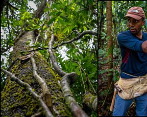 Denver Cayetano, a PhD student at the University of Florida, shows trees in a liana cutting experiment in the Belize Maya Forest.