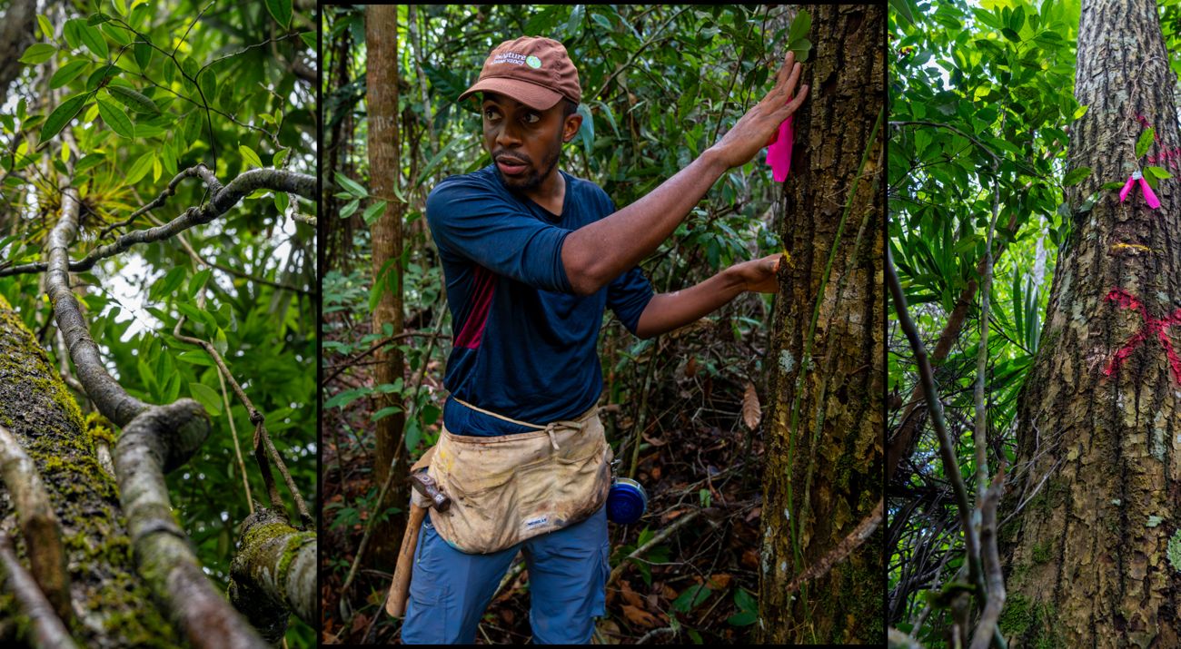 Denver Cayetano, estudiante de doctorado de la Universidad de Florida, recogiendo datos sobre su investigación de las lianas en la Selva Maya de Belice.