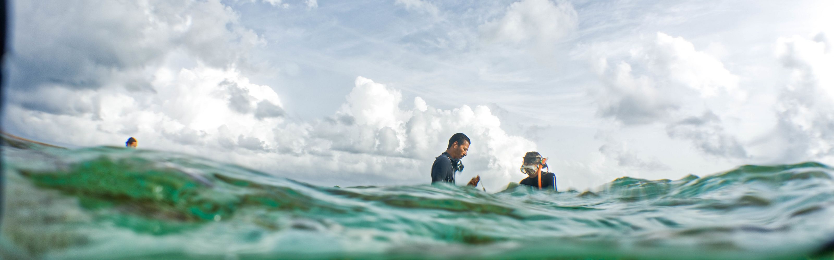 In this view from under and above water, two people in wet suits harvest seaweed from the waters of Belize.