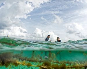 En esta vista desde debajo y desde arriba del agua, dos personas en trajes de neopreno recolectan algas de las aguas de Belice.