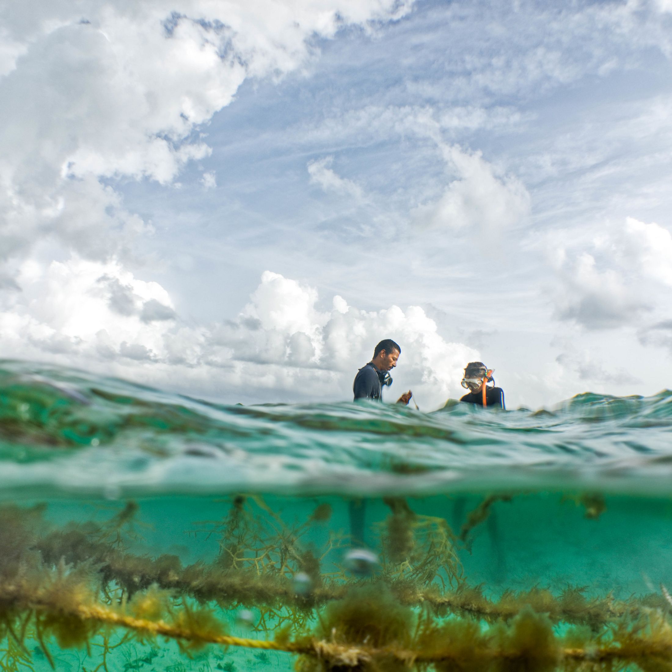 In this view from under and above water, two people in wetsuits harvest seaweed from the waters of Belize.