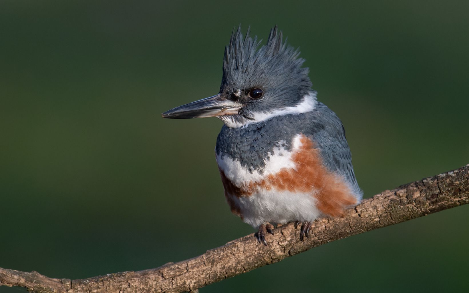 A belted kingfisher is perched on a branch. 