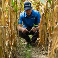 Staff member Ben Wickerham in a row of interseeded corn in the Saginaw Bay watershed.