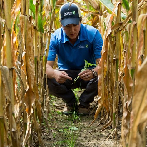 Staff member Ben Wickerham in a row of interseeded corn in the Saginaw Bay watershed.