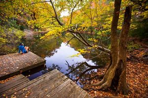 A swamp full of trees with fall colors and a hiker looking at them.