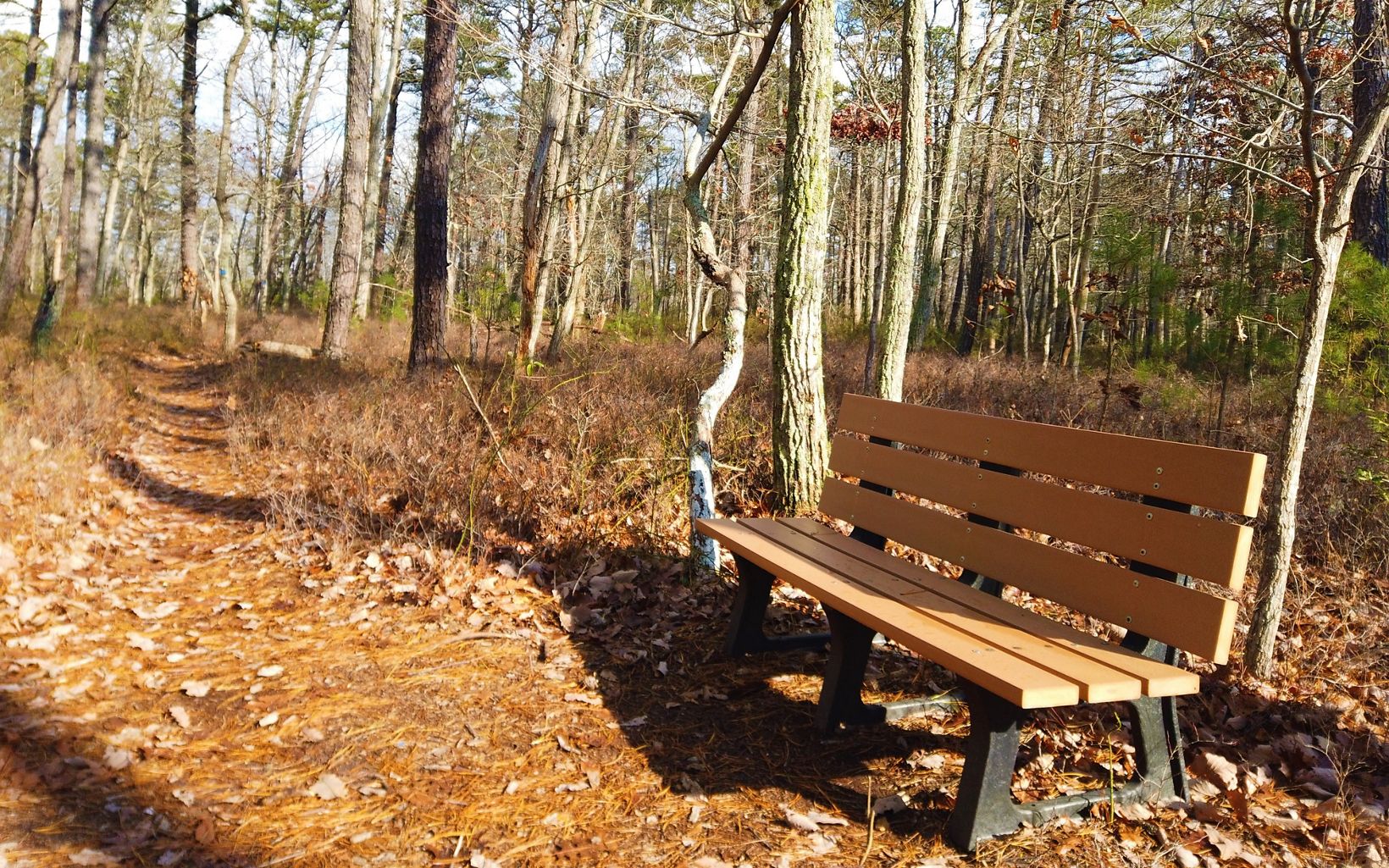 A bench along a trail through the woods.