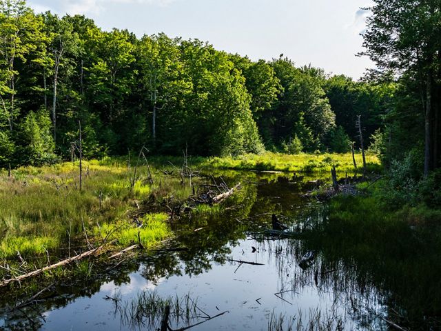 A stream runs through a thickly forested area with downed tree branches lying across it.