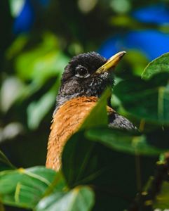 Close up image of a robin sitting on a branch amongst vibrant green leaves. 