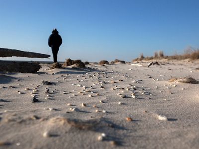 A person wearing a winter coat stands at the edge of a sandy beach filled with small shells.