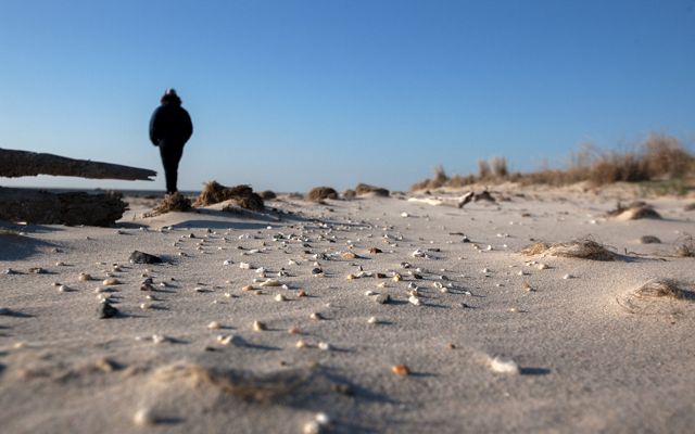 A person wearing a winter coat stands at the edge of a sandy beach filled with small shells.