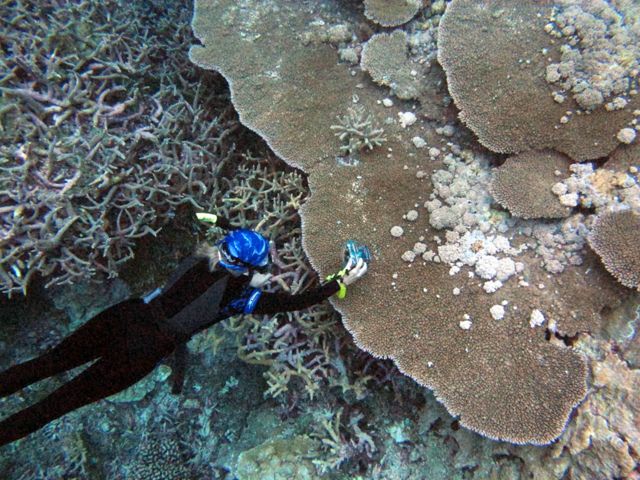Drew Harvell photographs a tabulate coral with growth anomaly disease from Palmyra Atoll.