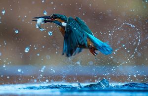 A kingfisher with bright blue feathers flies off with a fish in its mouth amid airborne water droplets