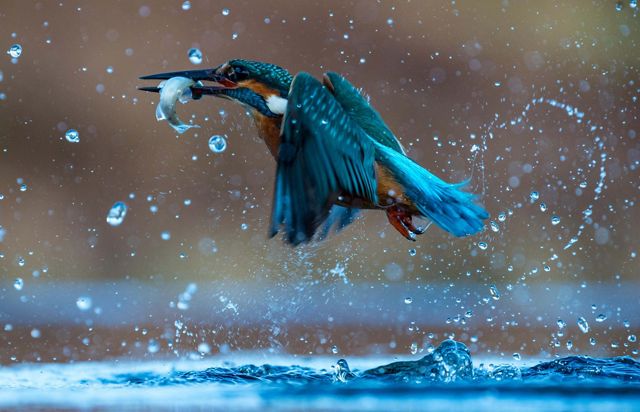 A kingfisher with bright blue feathers flies off with a fish in its mouth amid airborne water droplets