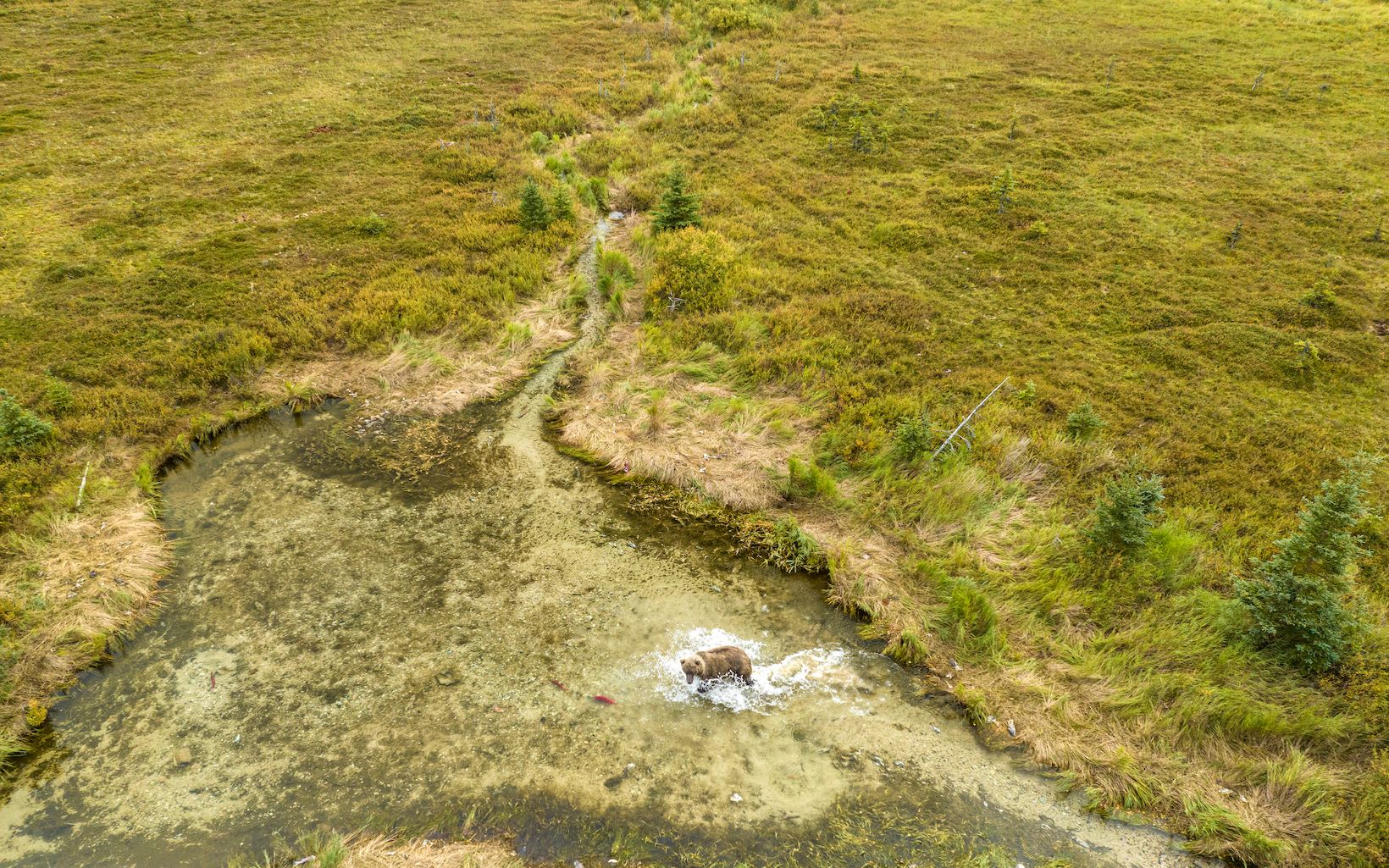 Aerial shot of a grizzly bear hunting for salmon in a stream surrounded by lush green grasses.