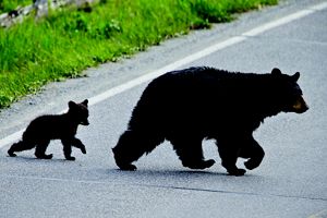 An adult and a baby bear cross a roadway.