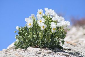 Closeup of a small plant with white flowers growing out of dry, rocky soil.