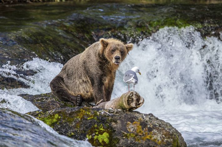 Un oso pardo sentado sobre una roca de río observa a una gaviota.