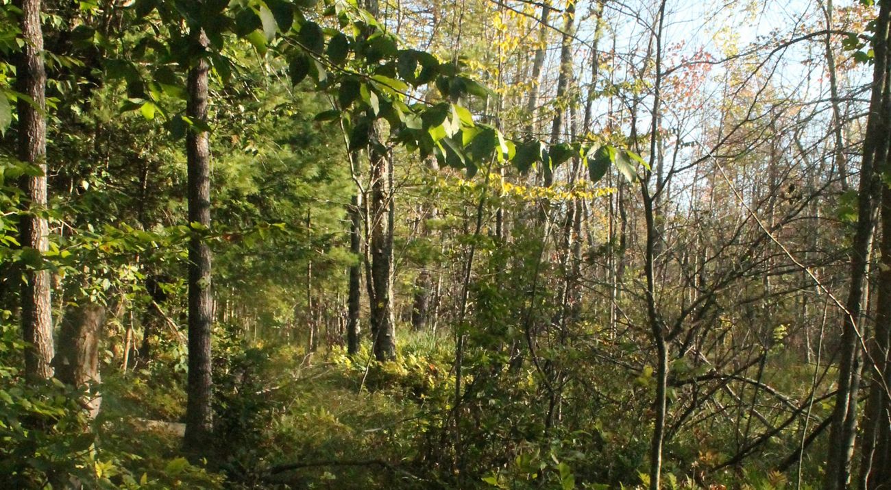 A view through tree branches at Bear Swamp Preserve.