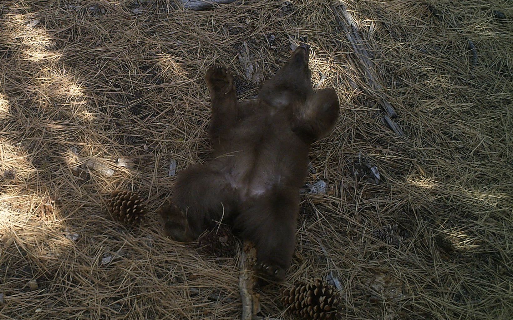 Rolling Bear Cub Footage from the Carpenter Valley Wildlife Cameras © The Nature Conservancy