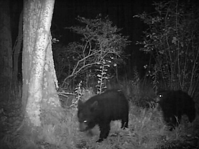 Black and white trail cam photo of two hears at night.