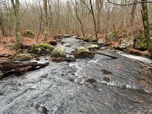 A wide, rocky stream rushes through the bare winter woods.