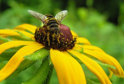 A bee sits on a yellow flower