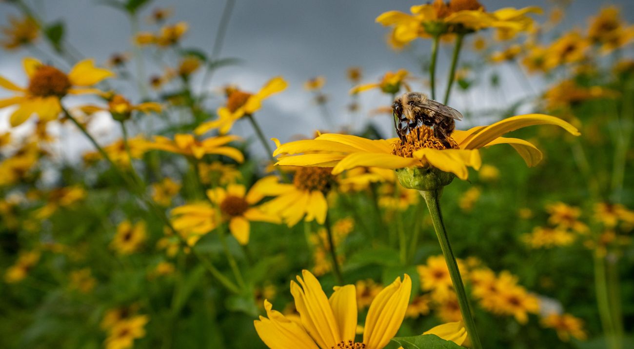 A bumblebee on Smooth Oxeye flowers in a meadow