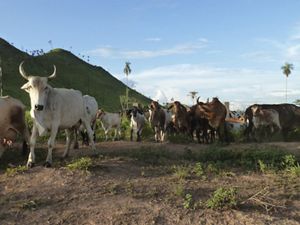 Cattle ranching in São Félix do Xingu, in the Brazilian