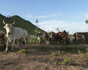 Cattle ranching in São Félix do Xingu, in the Brazilian Amazon.