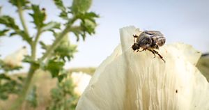 Long black beetle crawling along the top of a white flowering plant in Kansas. 